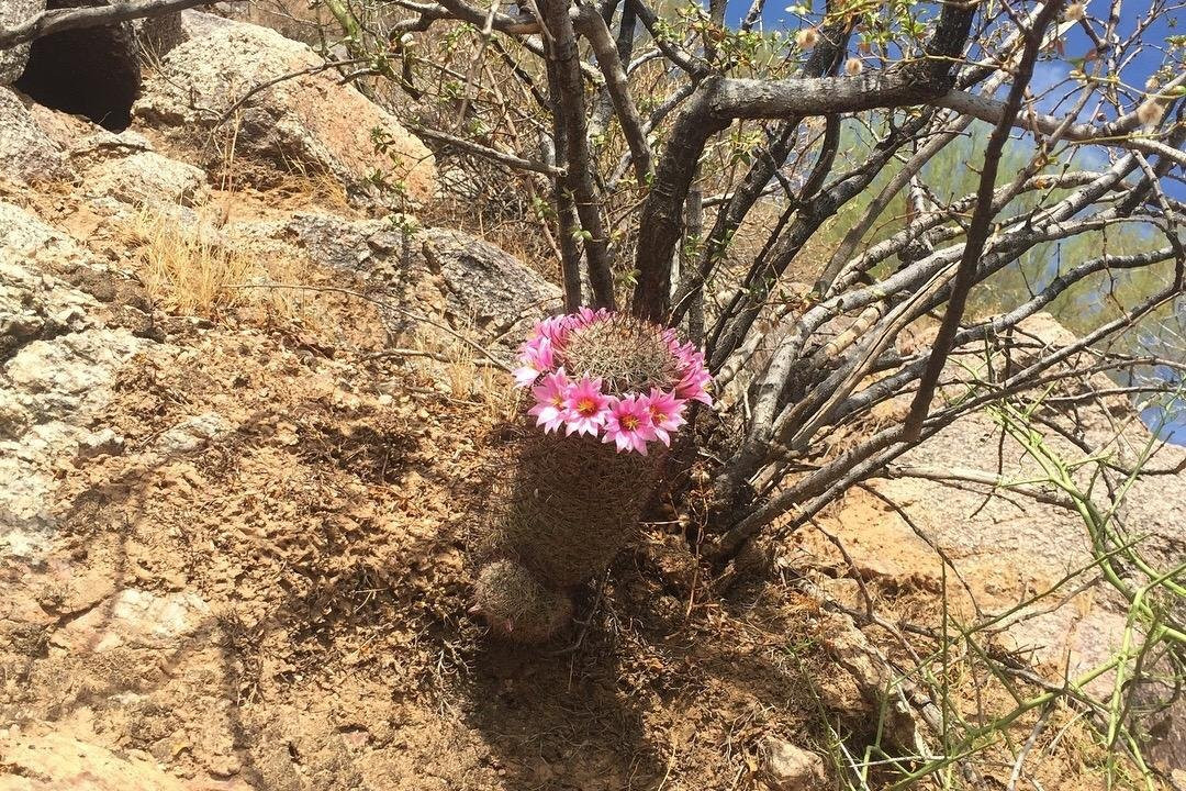 Sonoran Explorin Tours景点图片