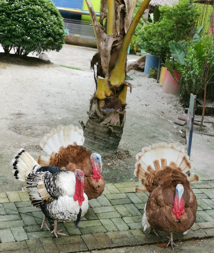 BSL Ecofarm-Ayer Hitam必去景点