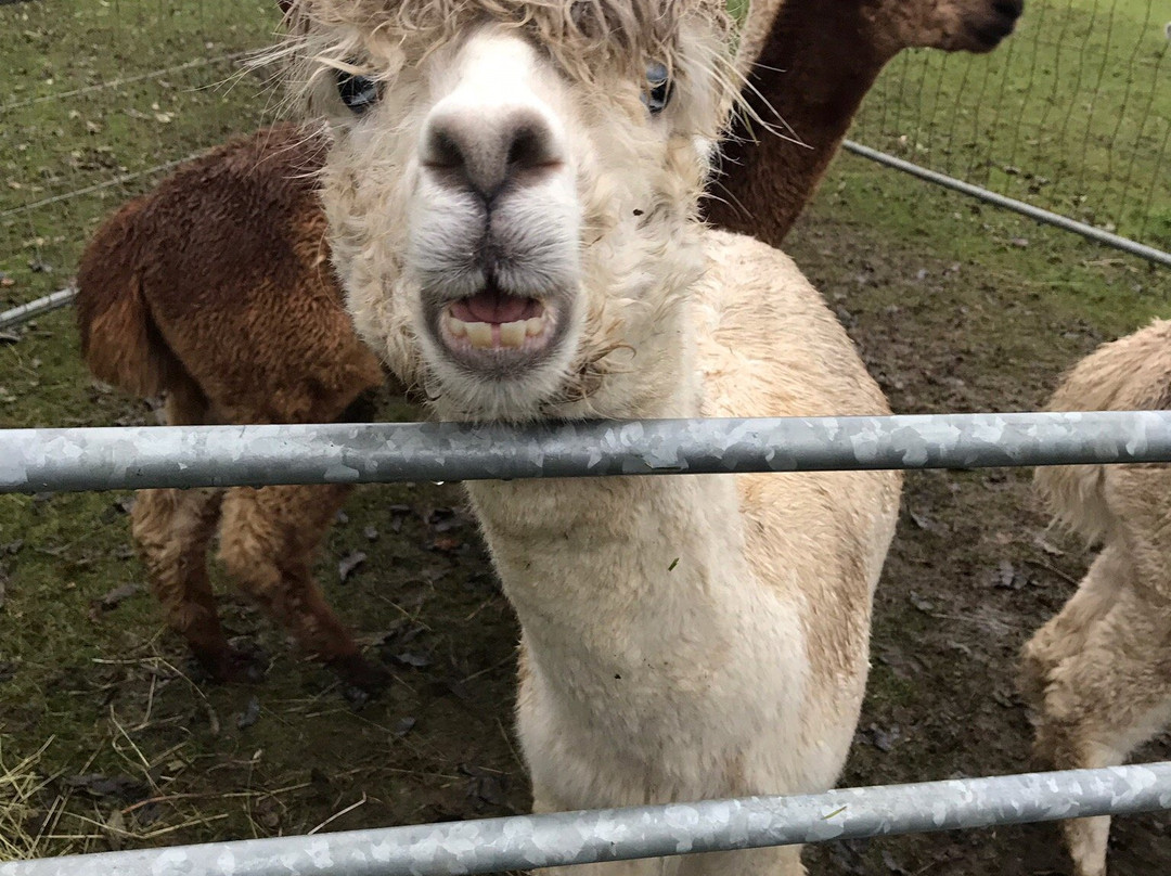 Pine Tree Alpacas景点图片