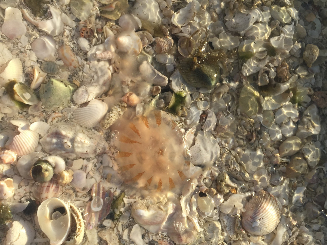 Treasure Seekers Shell Tours-Goodland必去景点