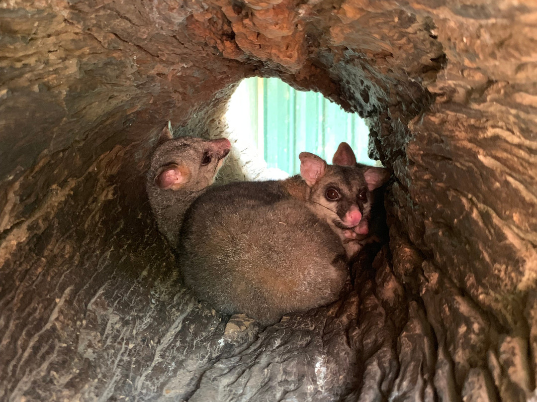 Daintree Wild Bed and breakfast-Daintree必去景点