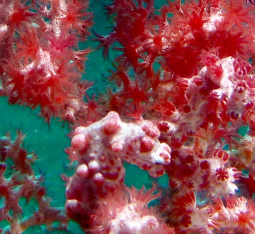 巴厘岛欧洲潜水景点图片
