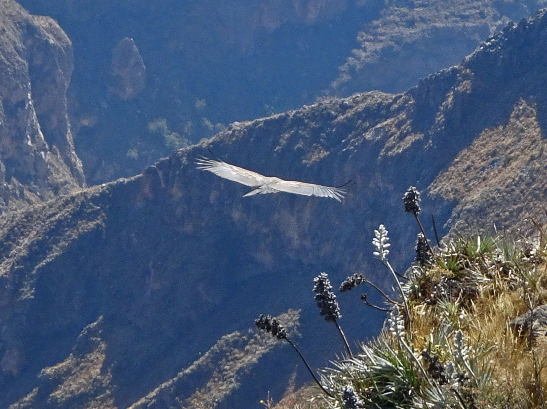 Condor's Cross景点图片