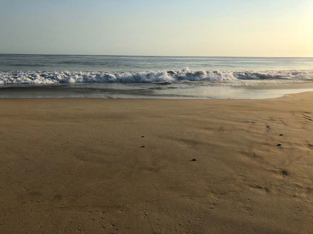 Campamento Tortuguero Palmarito