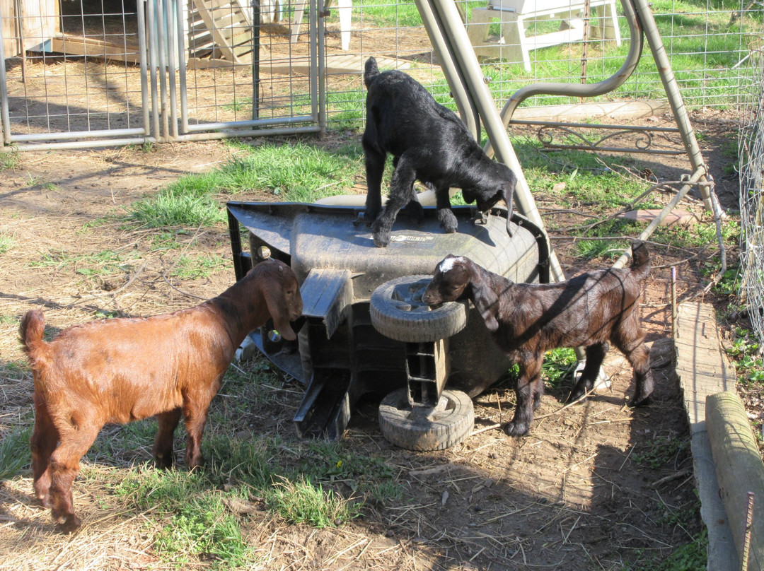 Ye Olde Goat Farm景点图片