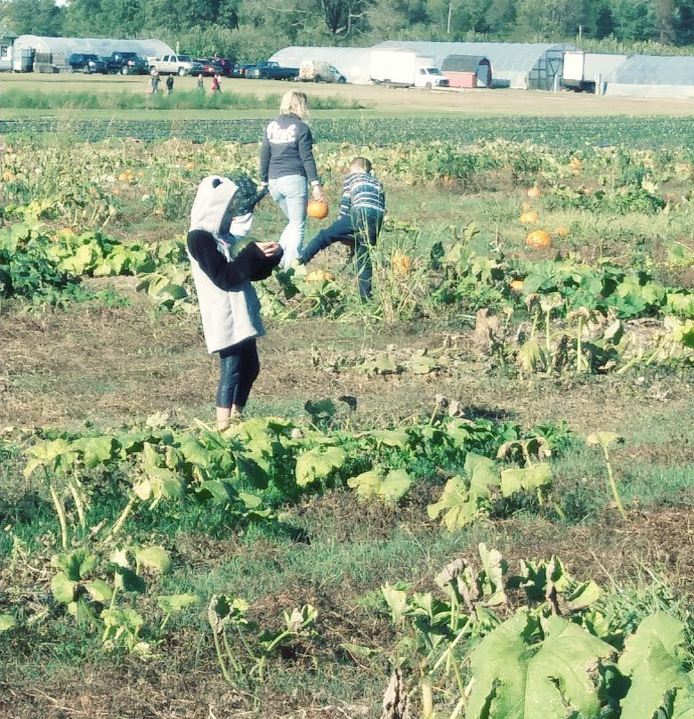 Hinton's Orchard & Farm Market景点图片