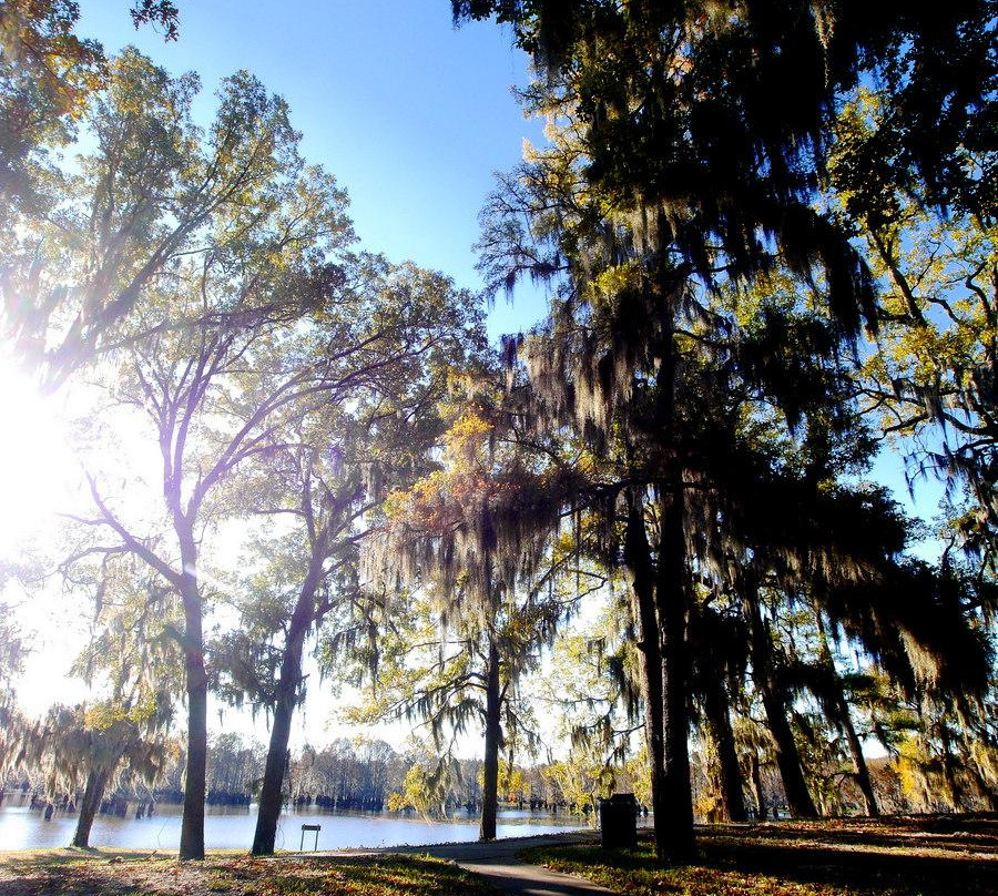 Lake Bistineau State Park景点图片