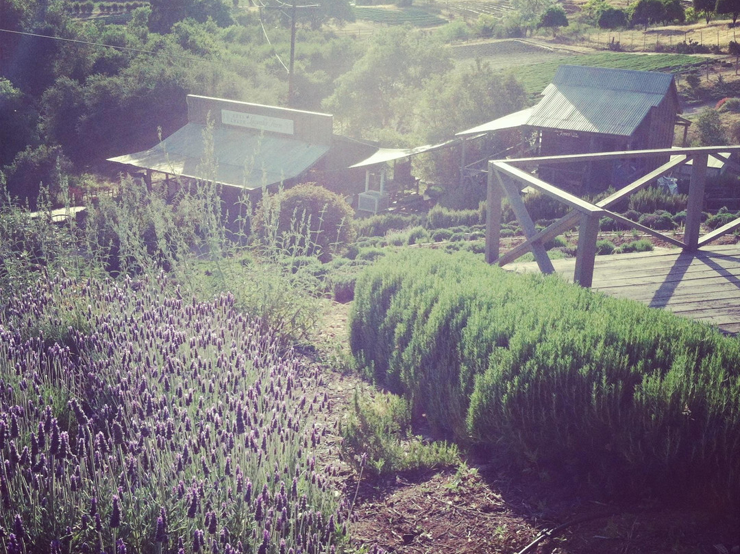 Keys Creek Lavender Farm-瓦利森特必去景点