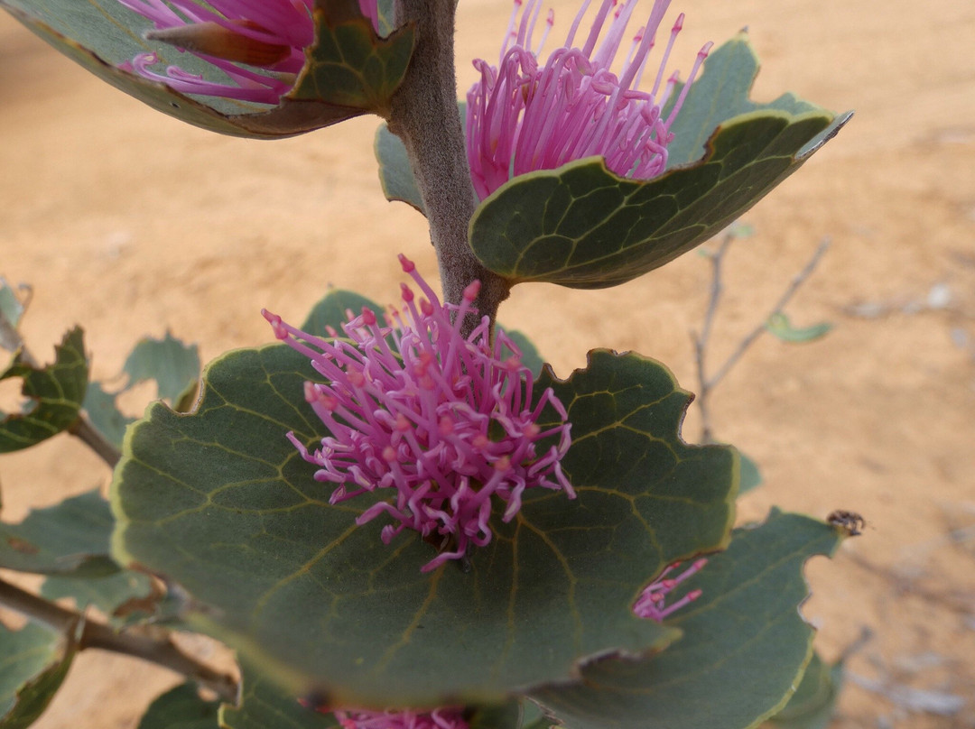 Stirling Range Drive-Stirling Range National Park必去景点