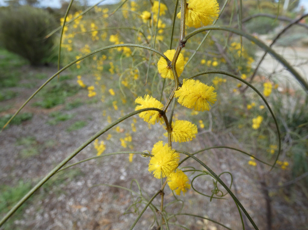 York Bushland Gardens景点图片