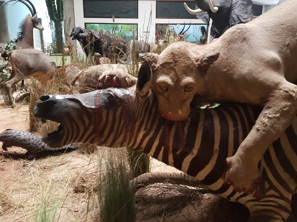 Museu De História Natural de Maputo-马布多必去景点