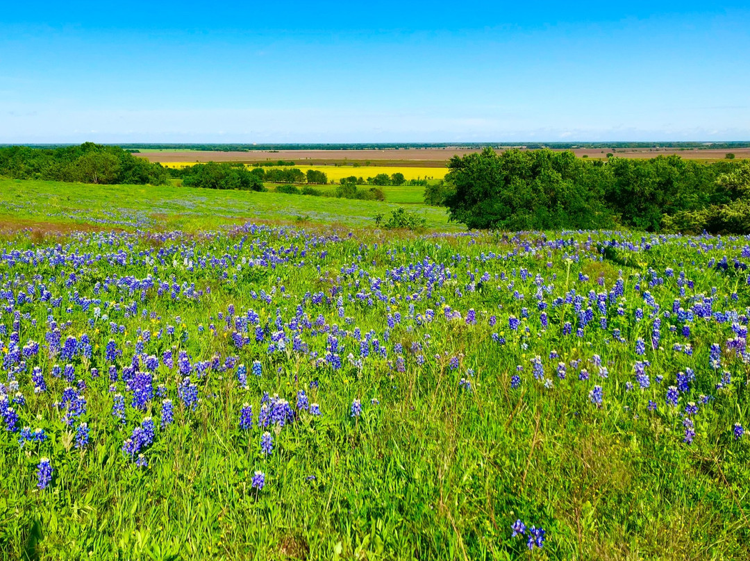 Bluebonnet Trail