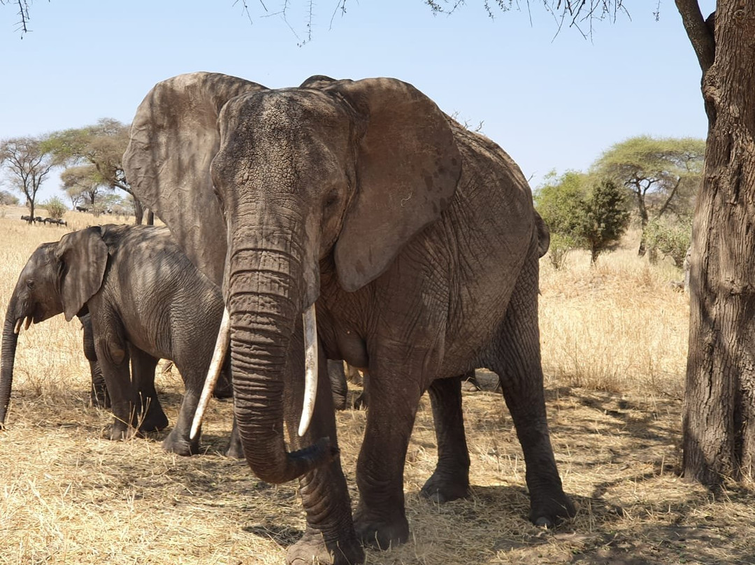 ​Rokini Tanzania Safaris-阿鲁沙必去景点