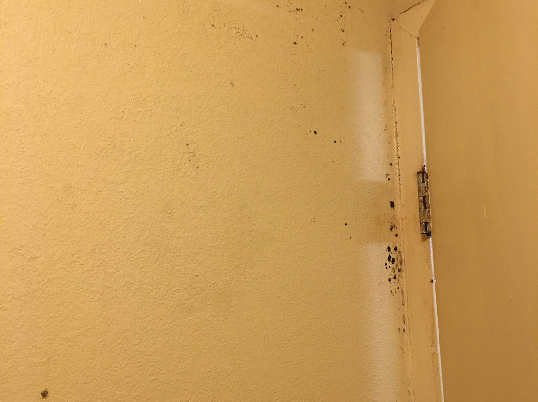 Quality Inn Americus主图