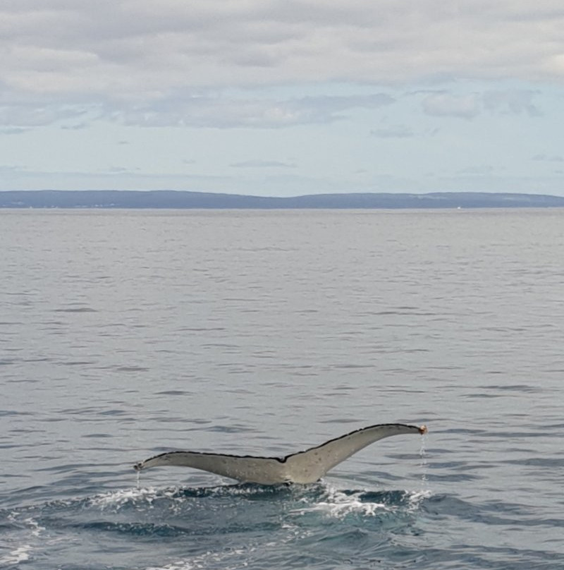 Geographe Maritime Charters-巴瑟尔顿必去景点