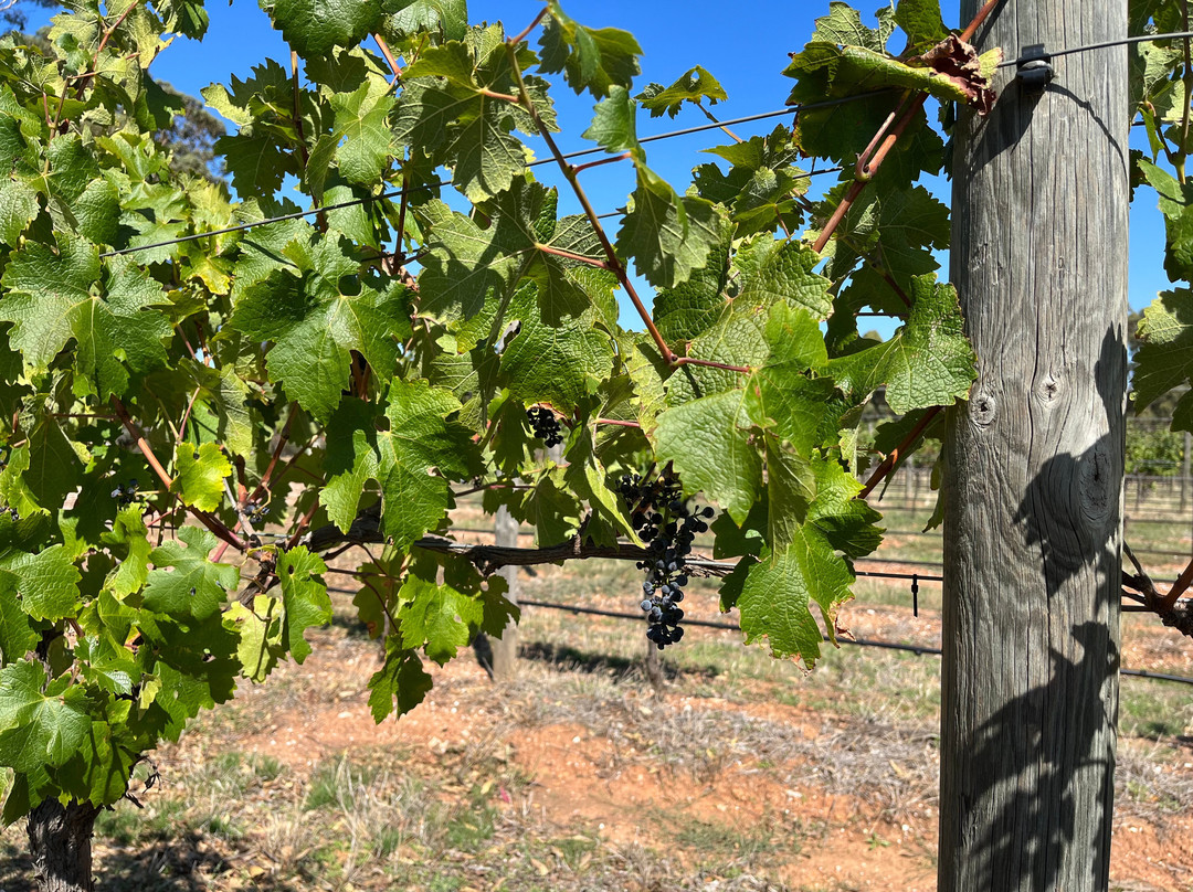 Sandhurst Ridge Vineyard and Winery