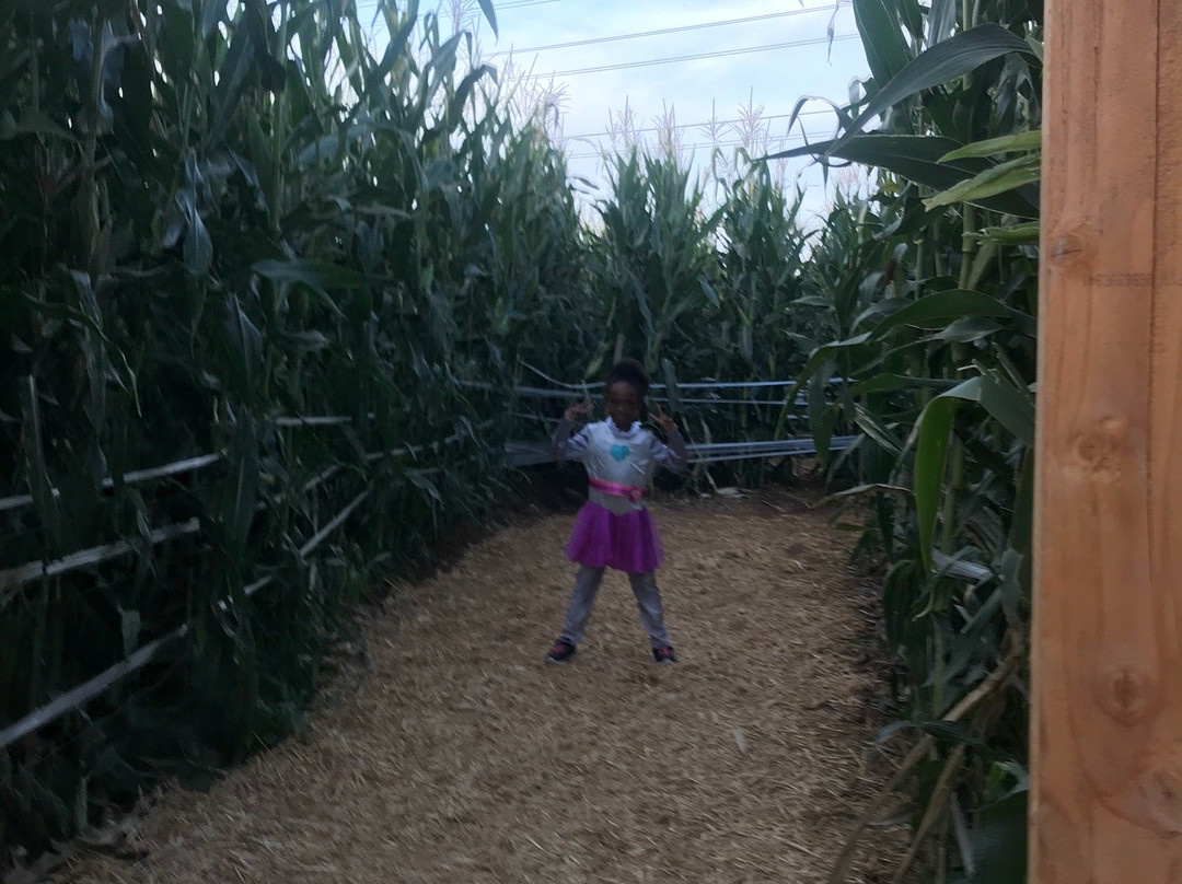 U-Pick Carlsbad Strawberry Company-卡尔斯巴德必去景点