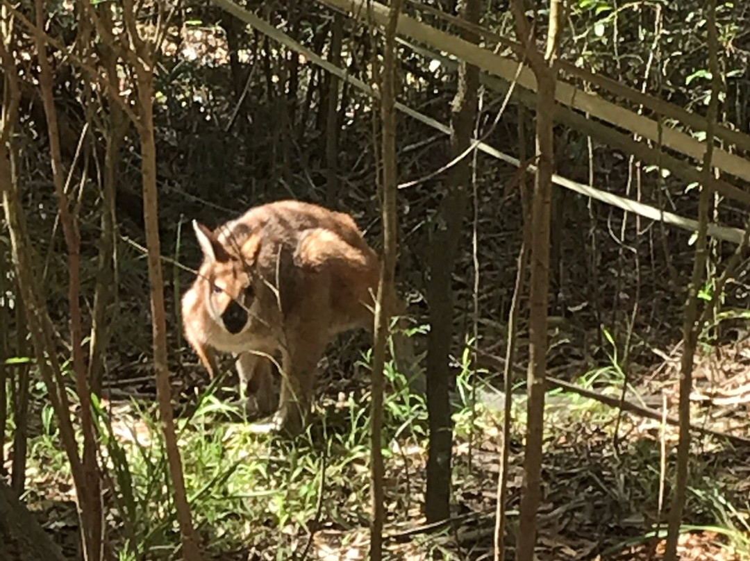 Hunter Region Botanic Gardens景点图片