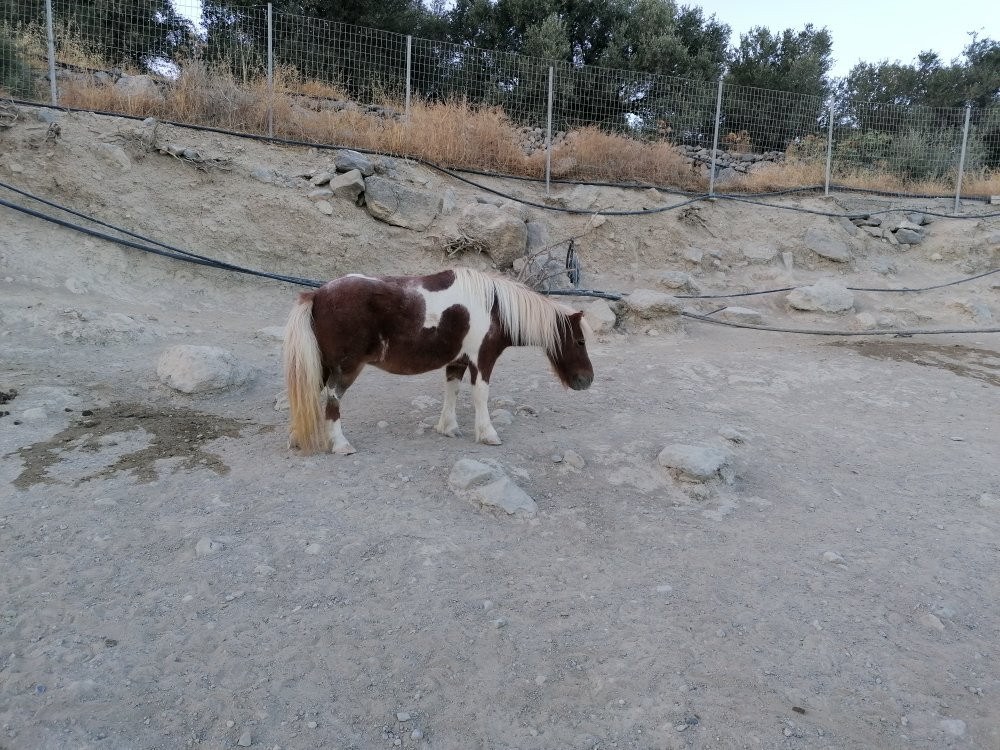Walk With Donkeys景点图片