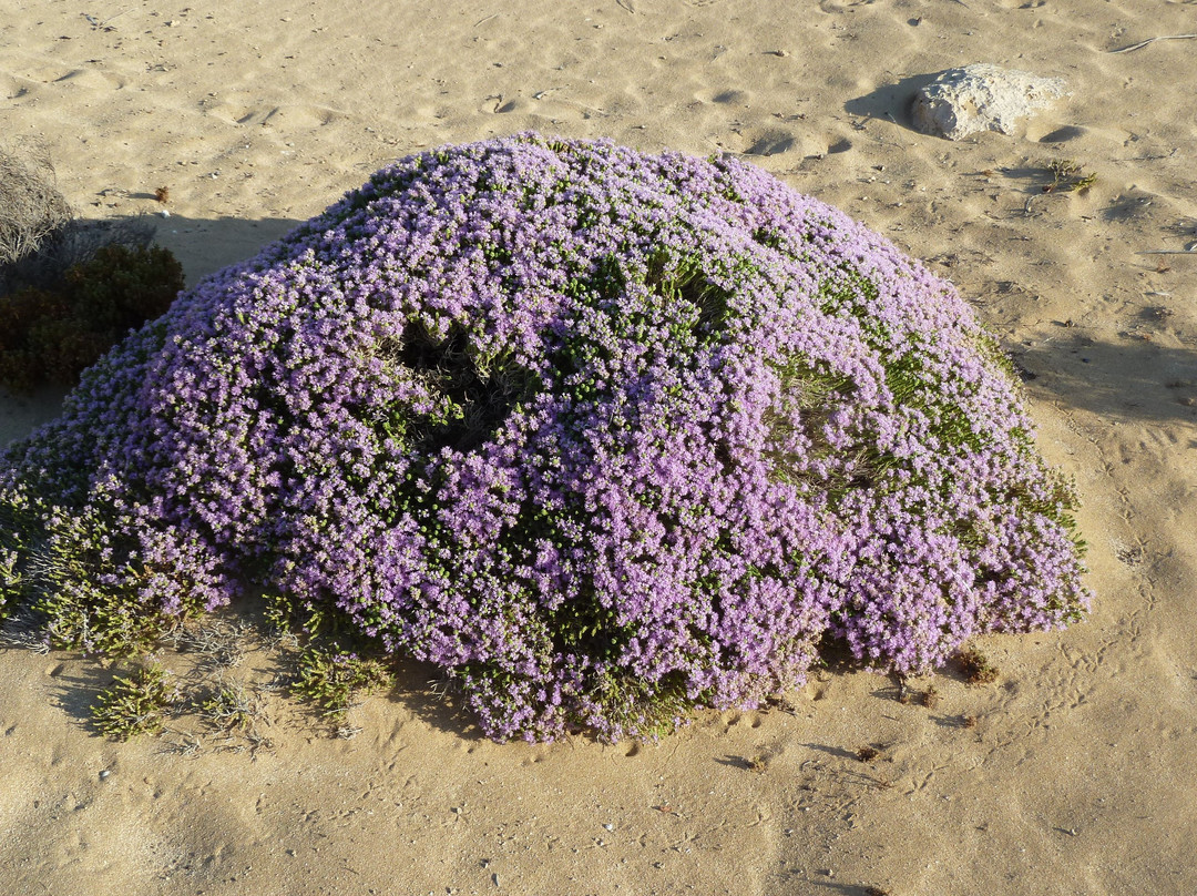 Lavrakas Beach-Gavdos必去景点