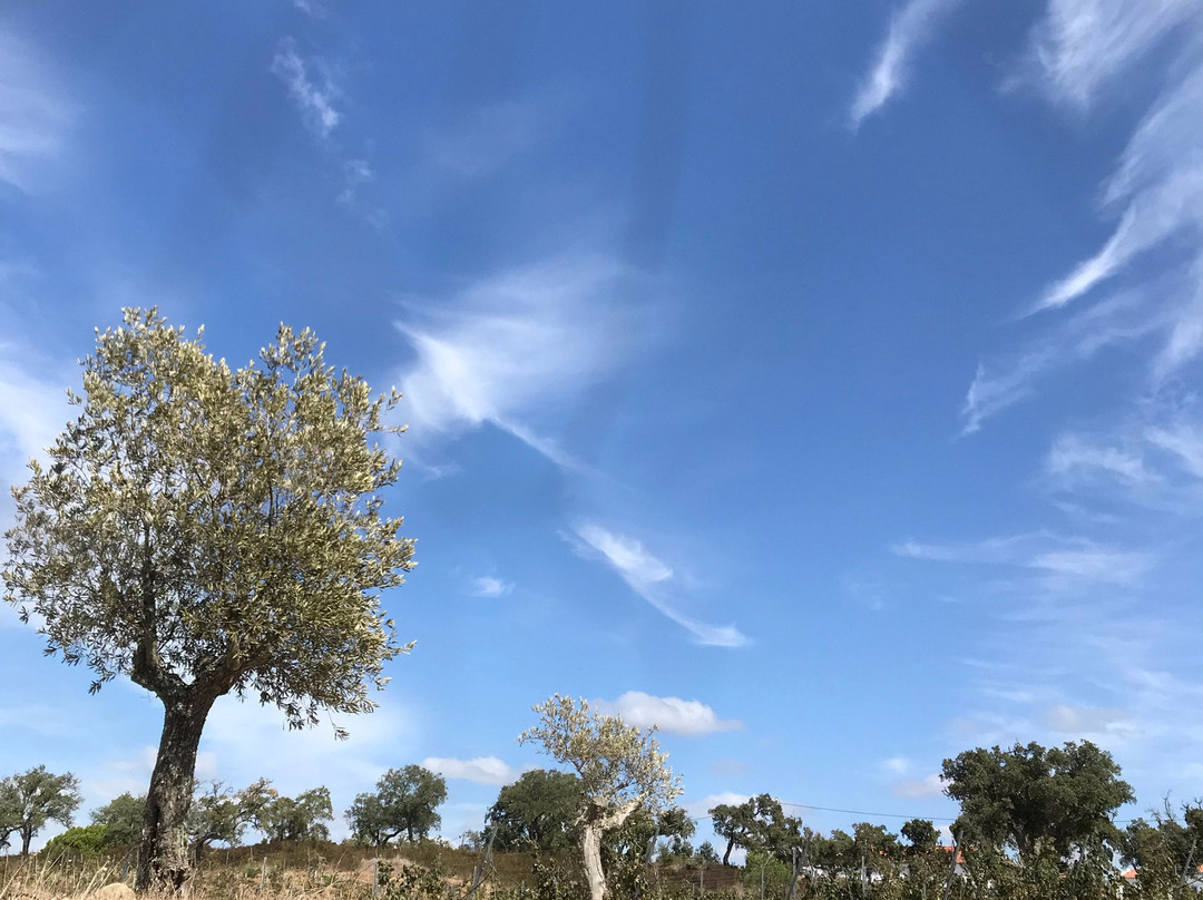 Serenada Enoturismo主图