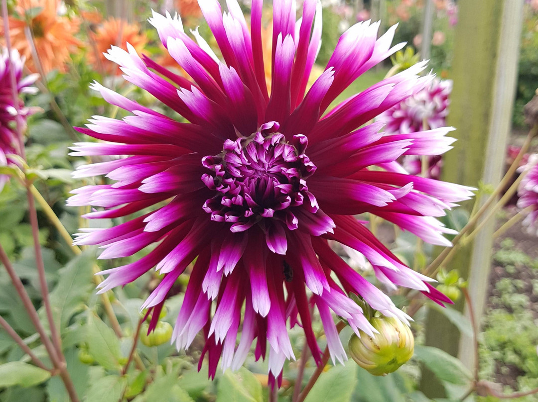 National Dahlia Collection-彭赞斯必去景点