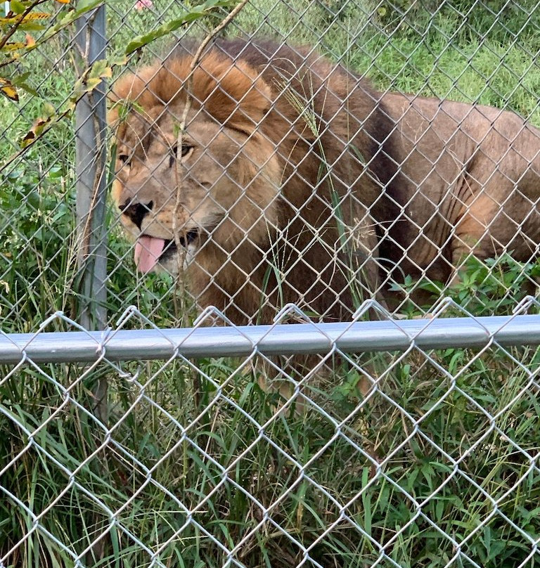 Carolina Tiger Rescue-Pittsboro必去景点