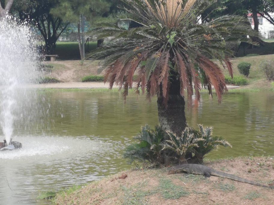 Taman D.R Seenivasagam-怡保必去景点