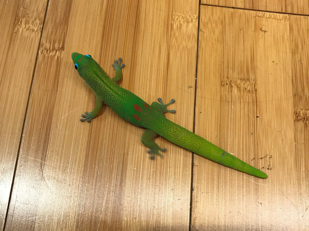 Crystal Harmonics-可洛亚必去景点