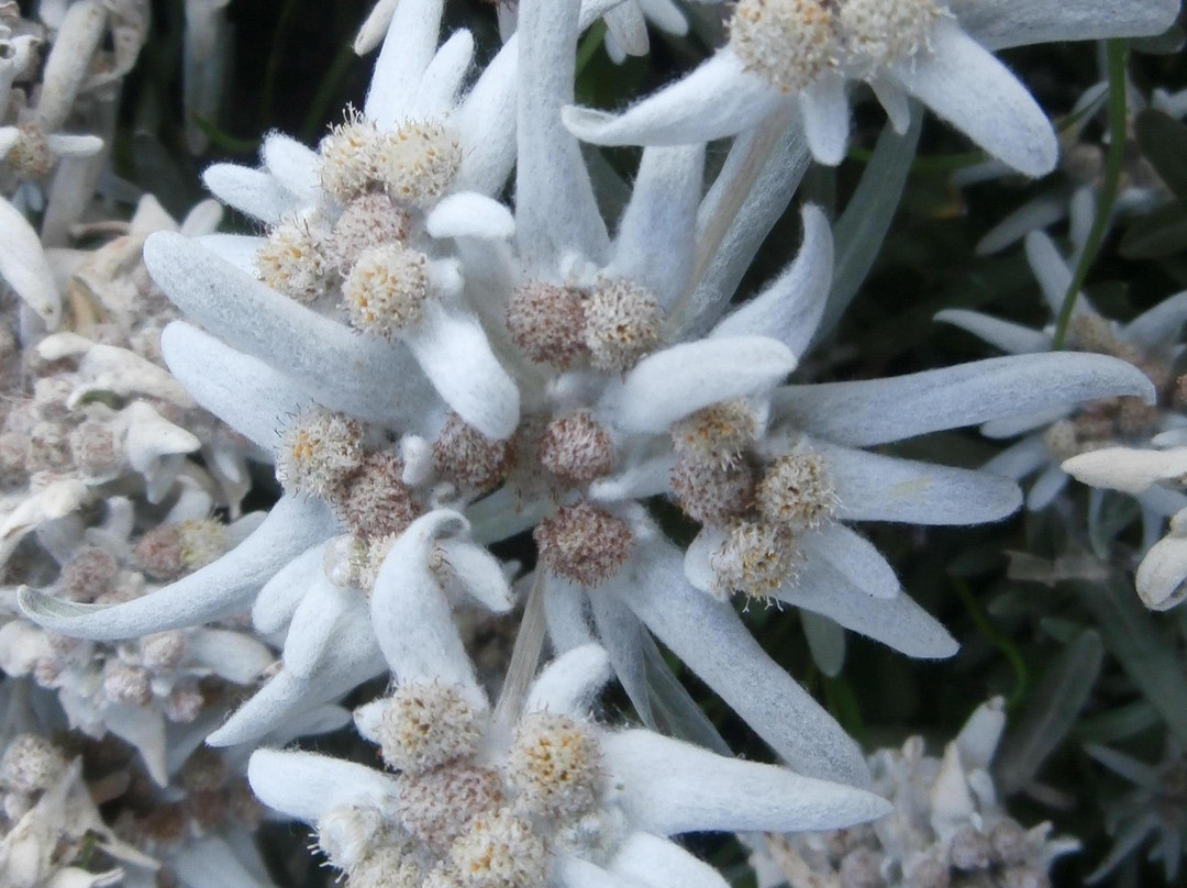 Alpine Botanical Garden Saussurea-库马约尔必去景点