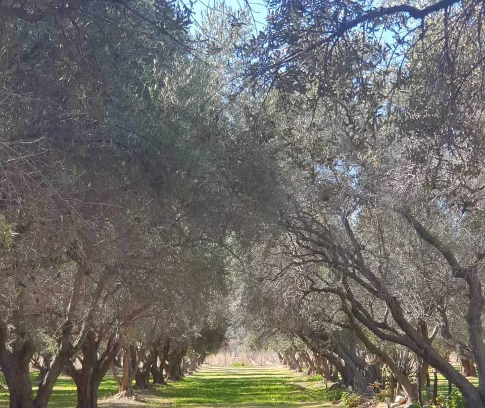 Yancanelo-圣拉斐尔必去景点