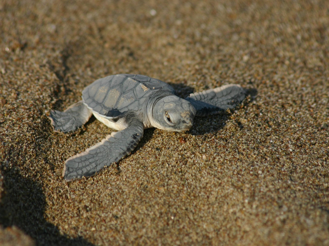 Coastal Trip Tourism-Al Hadd必去景点