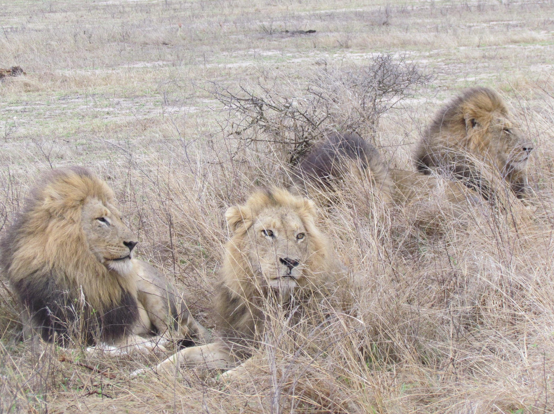 KrugerSafariNow-司库库札必去景点