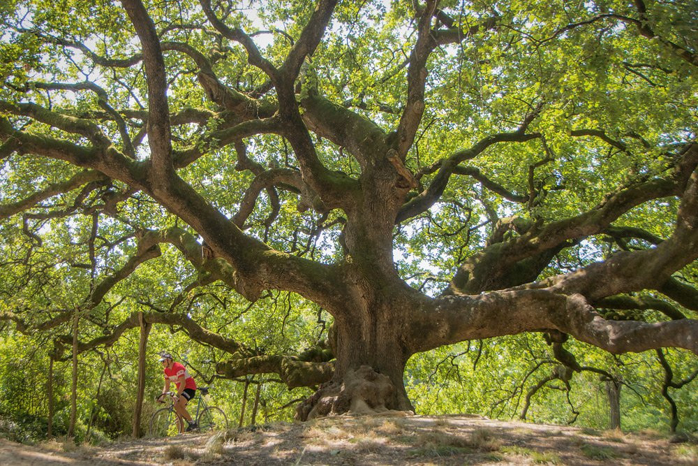 Quercia di Pinocchio景点图片