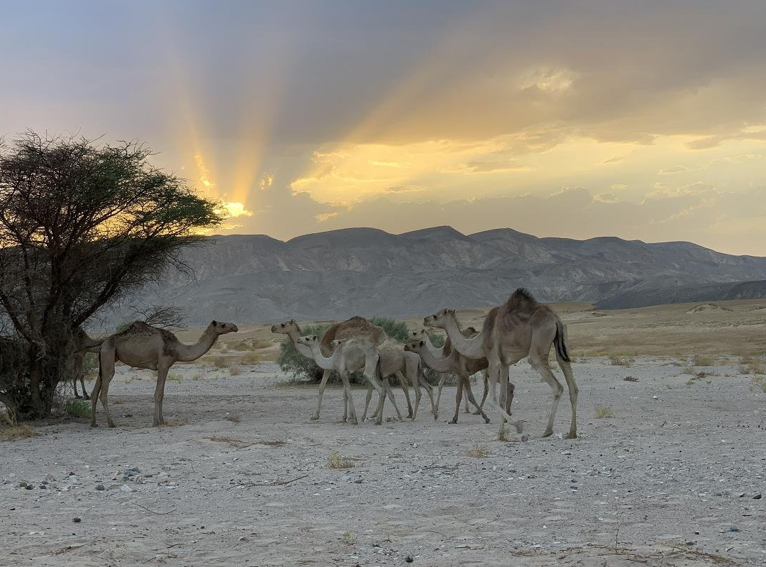 Gazelle Crossover Safari-艾高娜必去景点