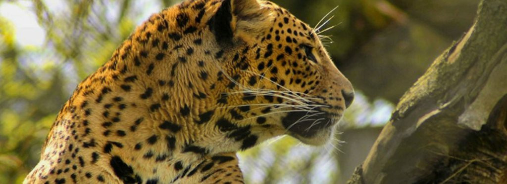 Himaliyan Tours and Travels-卡卢特勒必去景点