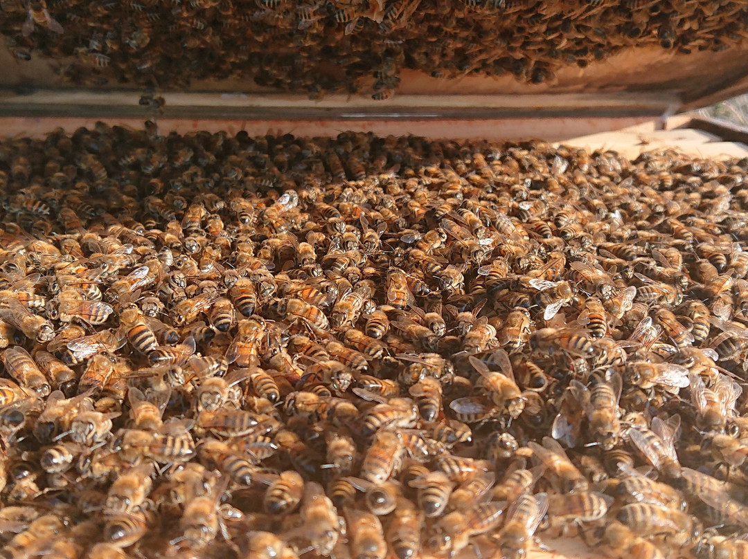 Northumberland Honey Co景点图片