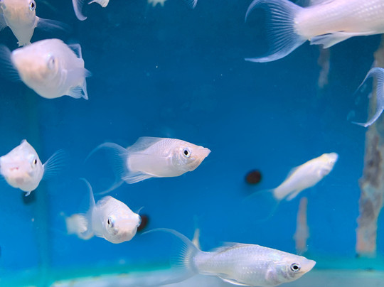 Houghton Hall Garden Centre-卡莱尔必去景点