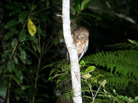 Nadège Rinot-桑巴瓦必去景点