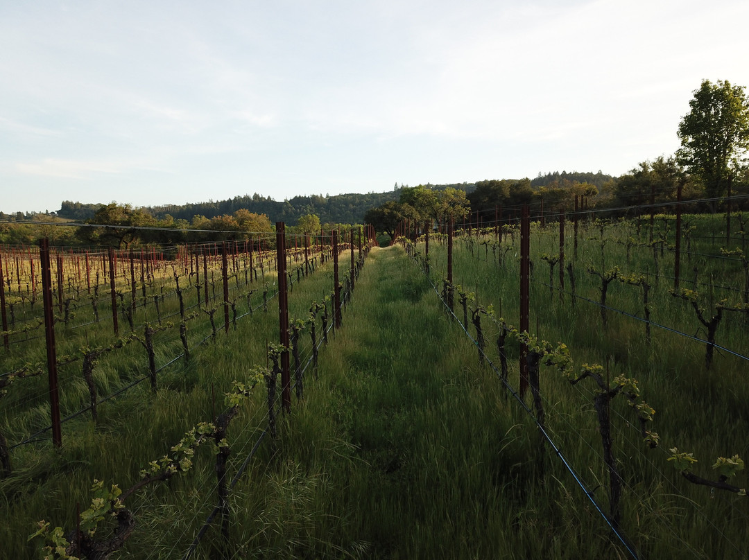 Enriquez Estate Wines景点图片