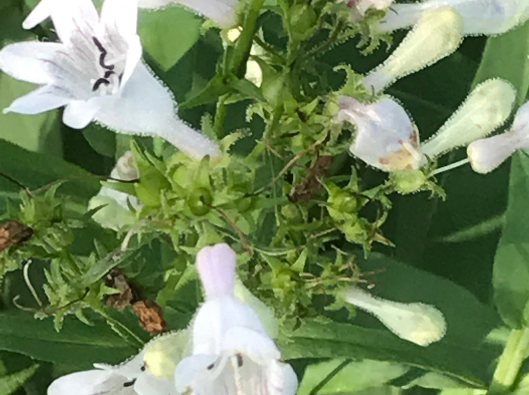 Volo Bog State Natural Area-Ingleside必去景点