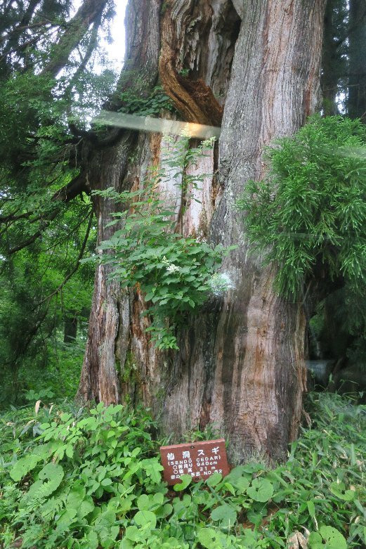 Sendosugi-立山町必去景点