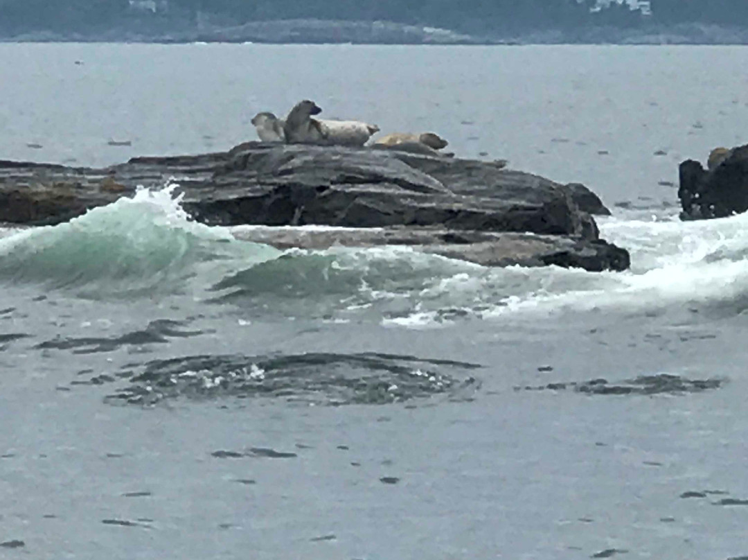 Sea Venture Boat Tours-巴港必去景点