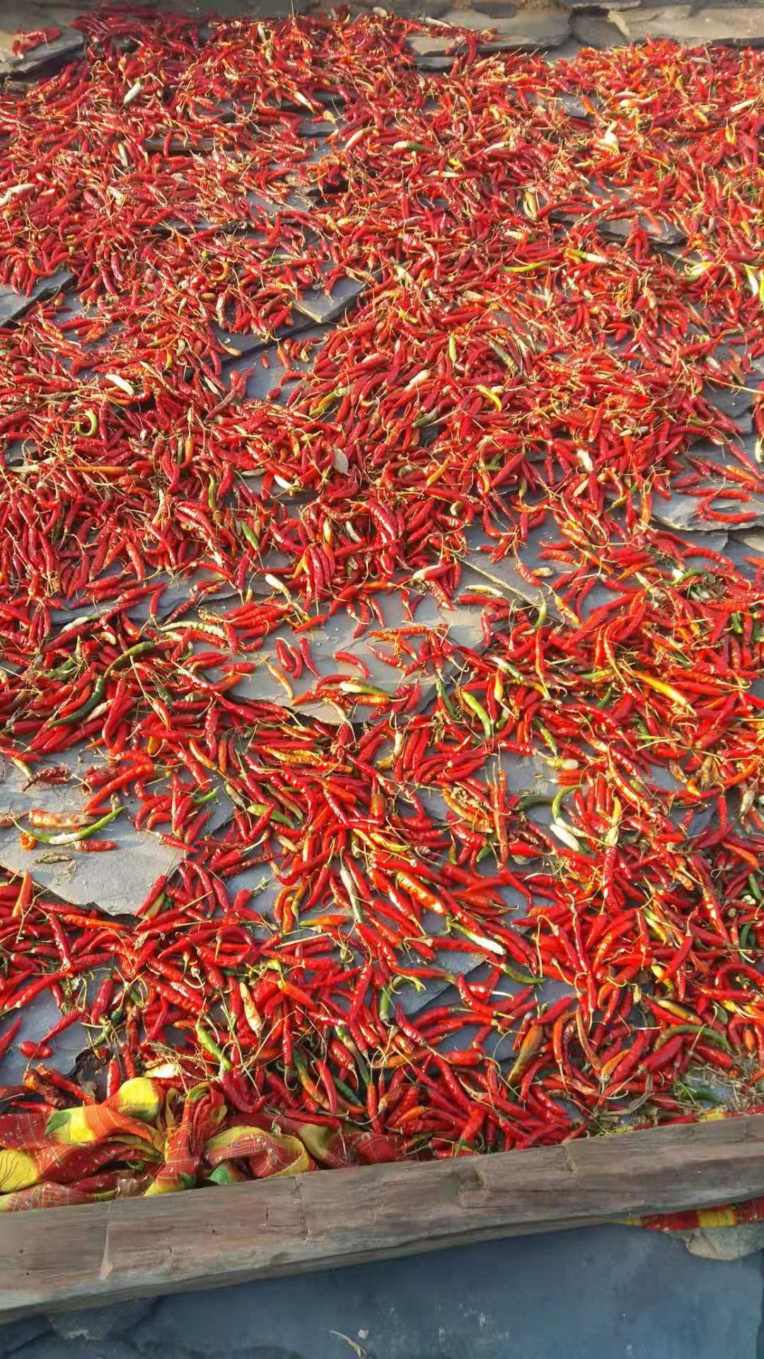 Hotel Ranjeet Palace-餐饮