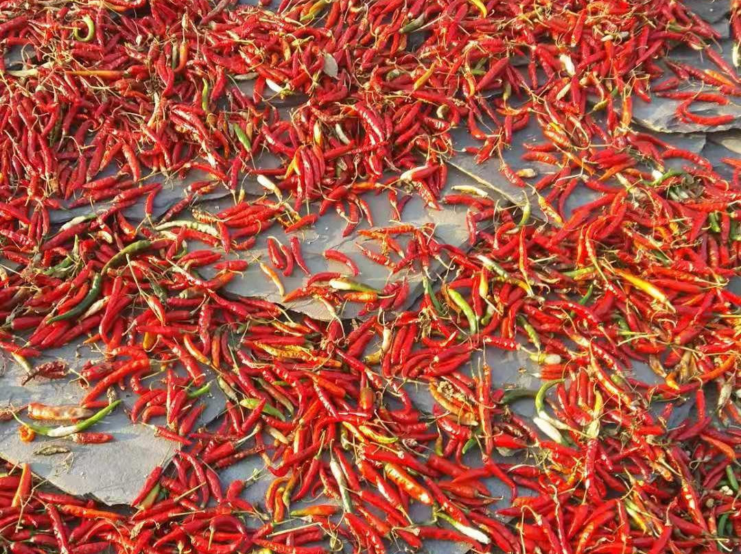 Hotel Ranjeet Palace主图