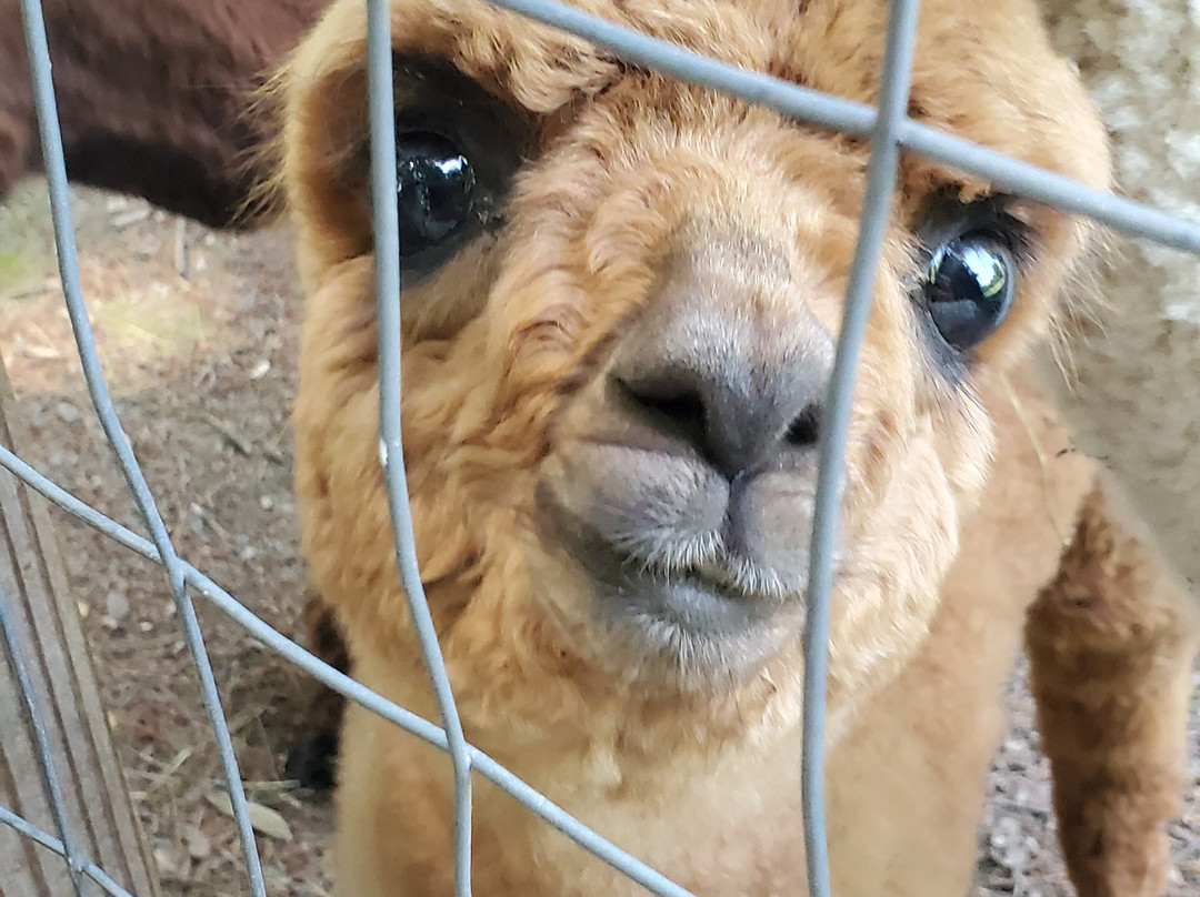 Lilymoore Alpaca Farm-Pleasant Valley必去景点