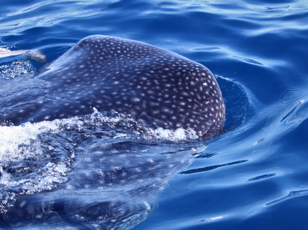 Cancun Whale Shark Tours-坎昆必去景点