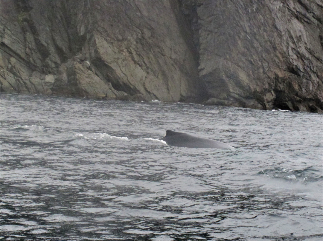 Sea of Whales Adventures景点图片