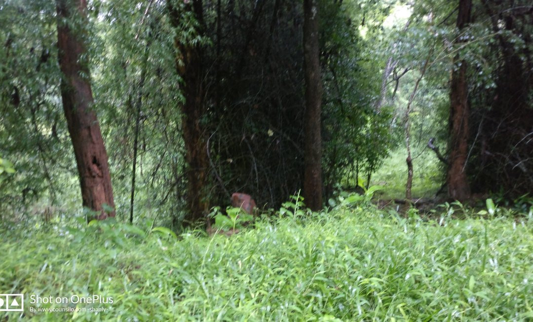 Forest Inn Tree House主图