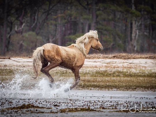 Assateague Tours-钦科蒂格岛必去景点